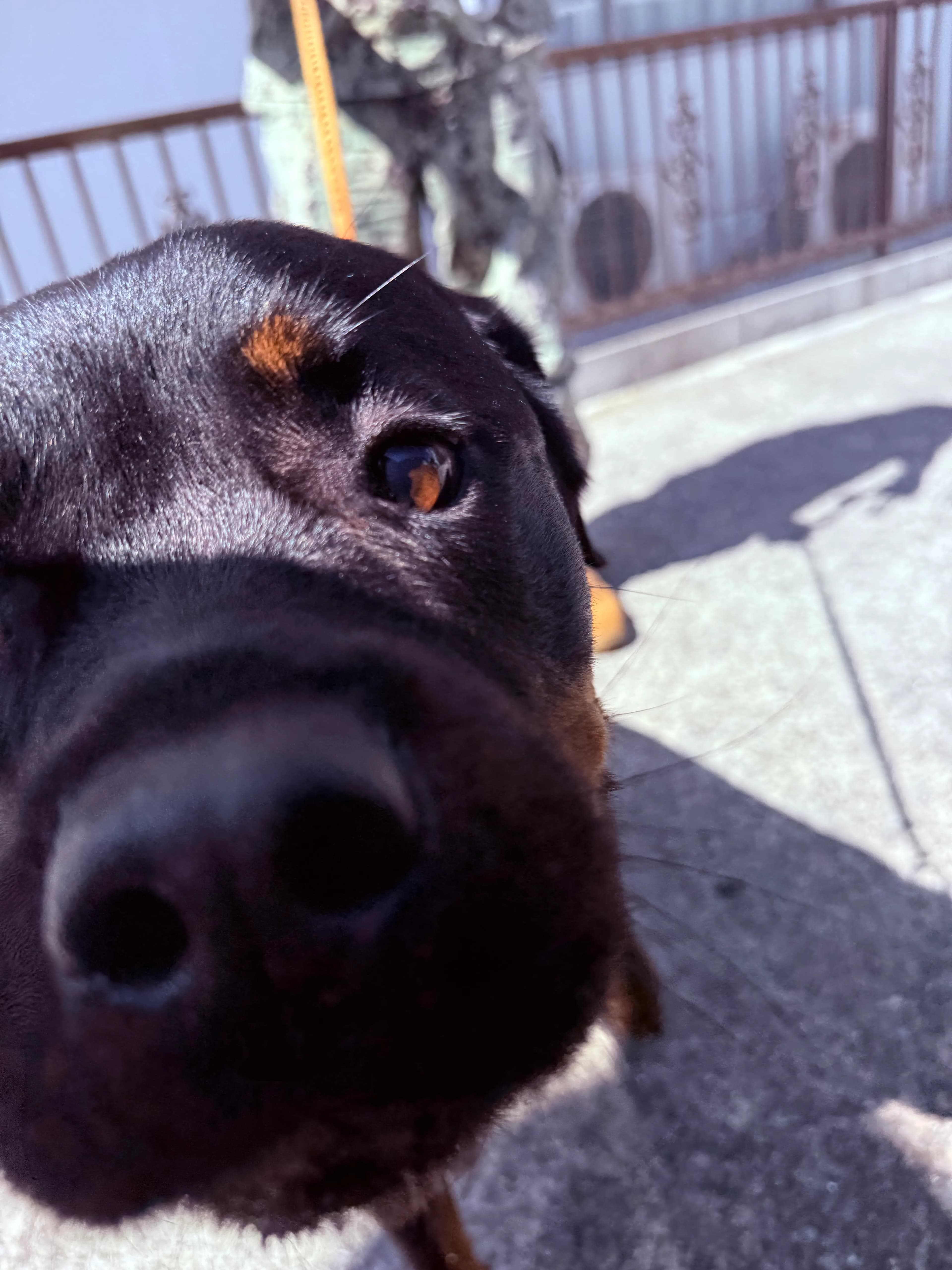 PawsVoyagerとして旅したペット 1