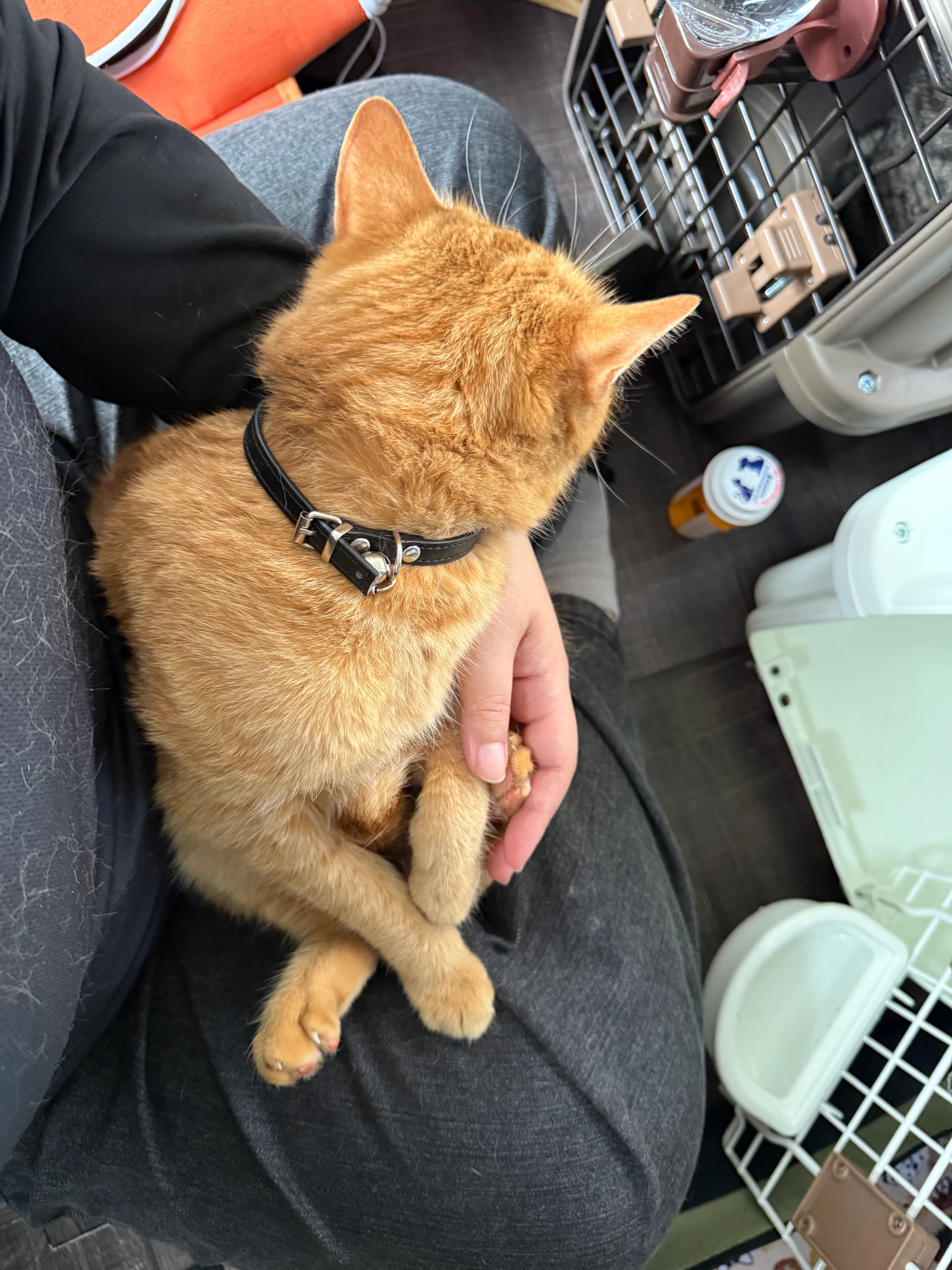 PawsVoyagerとして旅したペット 2