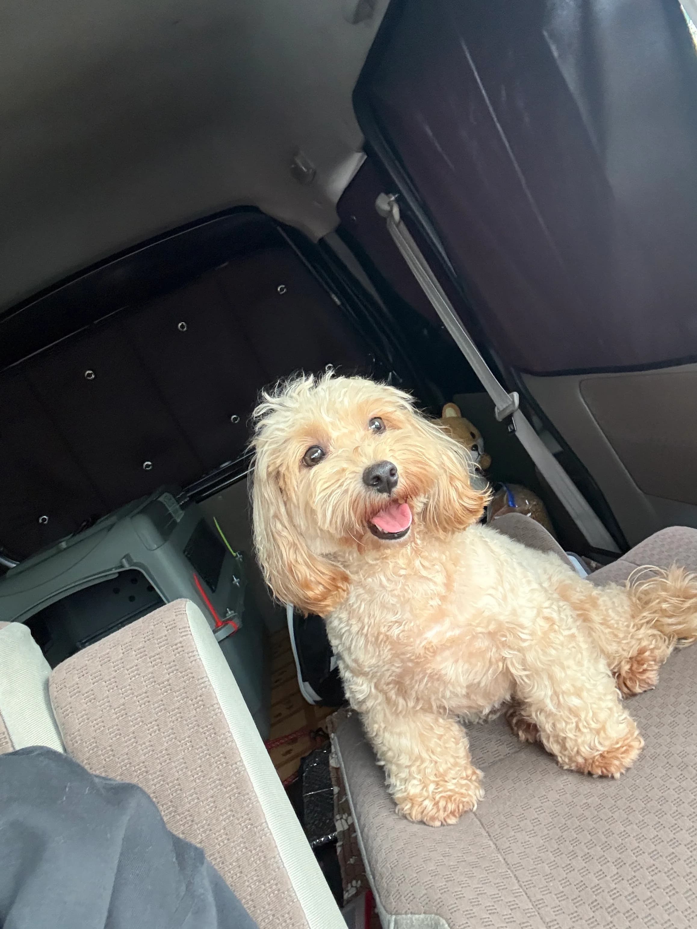 PawsVoyagerとして旅したペット 3