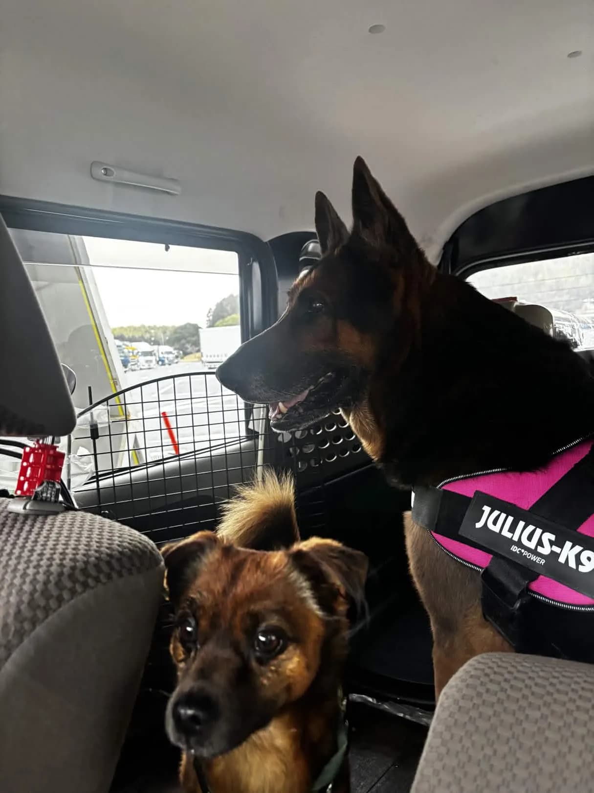 PawsVoyagerとして旅したペット 4